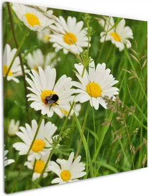 Produktbild von Wallario Premium Leinwandbild Margeritenwiese in Größe 50 x 50 cm