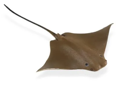 Produktbild von Safari Ltd 161305 Kuhnasenrochen 20 cm Serie Wassertiere