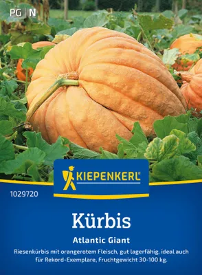 Produktbild von Kiepenkerl Kürbissamen Atlantic Giant Cucurbita maxima 5 Pflanzen
