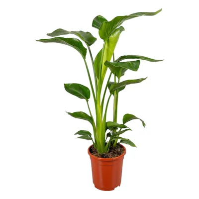 Produktbild von Trendyplants - Strelitzia Nicolai - Paradiesvogelblume - Zimmerpflanze - Höhe 80-100 cm - Topfgröße Ø17cm