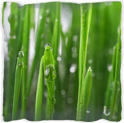 Produktbild von Wallario Premium Kissen, weiche Oberfläche, mit Motiv Wassertropfen an Grashalmen, Größe: 40 x 40 cm, mit weißer Rückseite
