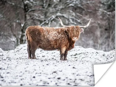 Produktbild von MuchoWow® Poster Schottischer Highlander - Baum - Schnee 120x90 cm - Wandbild