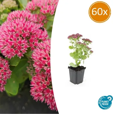 Produktbild von Fette Henne – Sedum telephium 'Herbstfreude' – pflegeleichte Staude – 9-cm-Topf – Set mit 60 Pflanzen