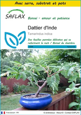Image de SAFLAX Ensemble de culture - Dattier d'Inde - 4 graines - Tamarindus