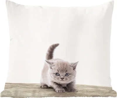 Produktbild von MuchoWow® Zierkissen Sofakissen Wohnzimmer Dekokissen 45x45 cm Kätzchen - Katze - Haustiere - Jungen - Kinder - Mädchen - Schlafpolster - Polster für das Sofa