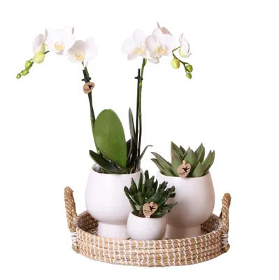 Immagine prodotto di Set completo per piante in stile scandinavo, bianco, composto da una pianta ornamentale con orchidea Phalaenopsis bianca e piante grasse, inclusi vasi decorativi in Vetroceramica