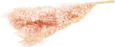 Produktbild von Ruscus getrocknet, im Bund, in vielen Farben erhältlich, Größe ca. 70-80cm | Mäusedorn, Farbe:Hellrosa