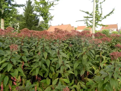 Image de 6 x Eupatorium maculatum 'Parapluie géant' - pot 9x9 cm