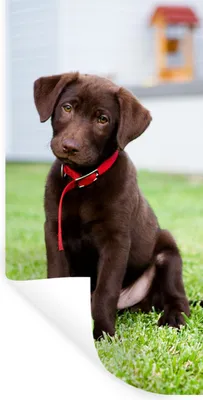 Produktbild von MuchoWow® Wandtattoo Wandsticker Wandaufkleber Labrador Retriever Welpe mit einem Tennisball 20x40 cm Selbstklebend und Repositionierbar - Selbstklebend - Fototapeten