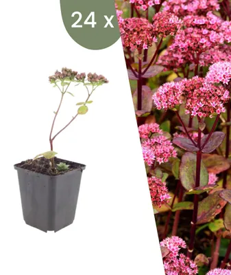 Image de Plants by Frank | 24 Plantes d'orpin 'Matrona' | Sedum telephium 'Matrona' | Plantes vivaces rustiques | Vivaces | Plantes d’extérieur | Jardin