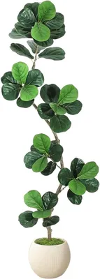 Productafbeelding van Kunstplant Ficus Lyrata, 180 cm – Realistische kunstplant met witte sierpot – Makkelijk te verzorgen kamerplant voor thuis en op kantoor