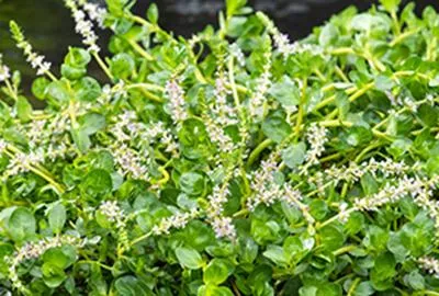 Zdjęcie produktu dla 6 x Rotala red 'Green' - Rotala zielona - doniczka 9 x 9 cm