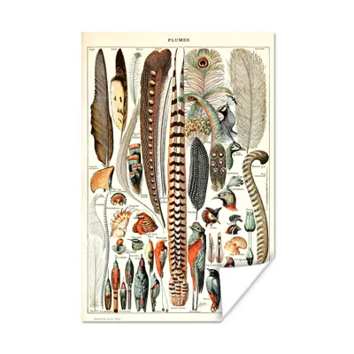 Produktbild von MuchoWow® Poster Federn - Vogel - Tiere 80x120 cm - Papierdruck
