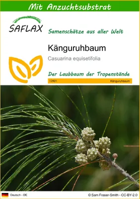 Produktbild von SAFLAX - Känguruhbaum - 200 Samen - Mit keimfreiem Anzuchtsubstrat - Casuarina equisetifolia