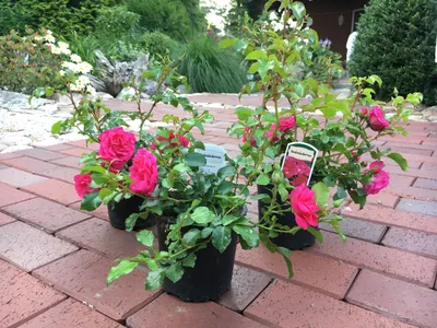 Produktbild von 20x Bodendecker winterhart Bodendeckerrose Noatraum öfterblühend robust pink