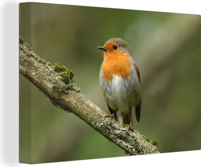 Obrázek produktu pro OneMillionCanvasses® Malba na plátně Nástěnná malba na plátně - Pták - Robin - Větev - Rostliny - 150x100cm