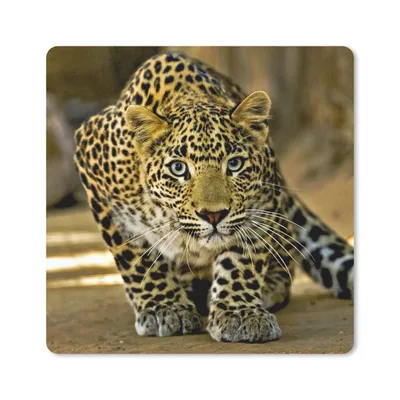 Produktbild von MuchoWow® Mauspad Mousepad Leopard - Raubtier - Porträt 30x30 cm - Mousepads - Maus Mat - Pad - Mausunterlage - Gaming