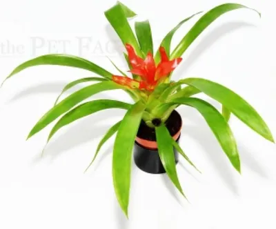 Obrázok produktu pre Guzmania spec. TIME