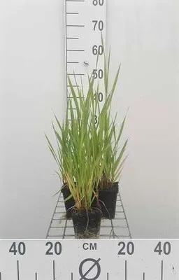 Immagine prodotto di 6 x Phalaris arundinacea - cannaiola - vaso 9 x 9 cm