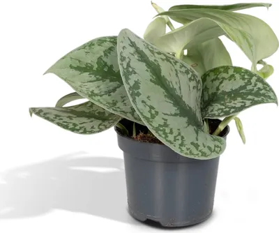 Image de Scindapsus Pictus Trebie (Epipremnum) multigrade - 15 cm, Ø12 cm