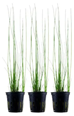 Produktbild von Aquarium Pflanze 3 Stück Eleocharis montevidensis Tropica Nr.132D Pflanzen Set