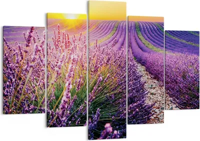 Produktbild von Bild auf Leinwand - Leinwandbild - 5 Teile - Feld Lavendel Sonne - 150x100cm - Wand Bild - Wanddeko - Wandbilder - Leinwanddruck - Bilder - Wanddekoration - Leinwand bilder - Wandbild - EA150x100-4703
