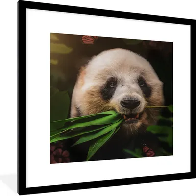 Produktbild von MuchoWow® MuchoWow® Gerahmtes Poster Tiere - Panda - Dschungel 40x40 cm - Poster mit zchwarzem Bilderrahmen - Poster - Plakat im Rahmen