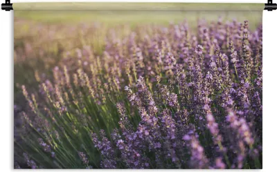 Produktbild von MuchoWow® Wandteppich Wandbehang Lavendel auf einem Feld 90x60 cm Tapisserie Dekoration Wandtuch - Wandskulpturen - Bildteppich