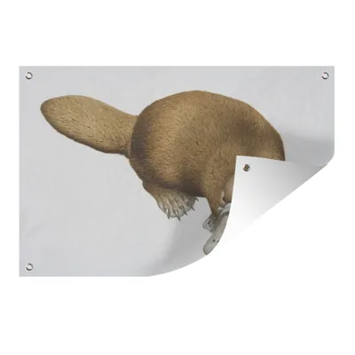 Obrázok produktu pre MuchoWow® Vonkajší plagát - Záhradná dekorácia ochrana súkromia - Záhradné plagáty pre záhradu - Ilustrácia platypusa - 120x180x0.2cm