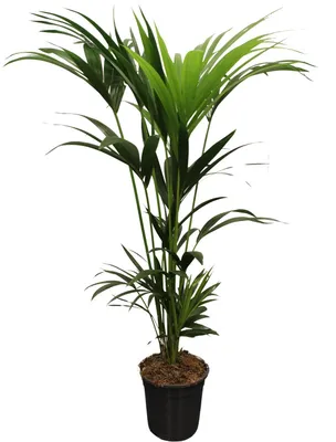 Zdjęcie produktu dla Howea Forsteriana - palma Kentia - 120-140cm - Ø21cm - Roślina doniczkowa - Zimozielony
