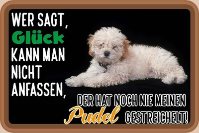 Produktbild von vianmo Holzschild 12x18 cm Glück nicht anfassen Pudel Hund Spruch Zitat