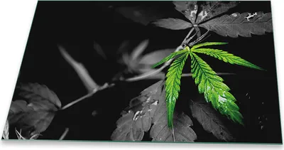 Produktbild von Herdabdeckplatte Glaskeramikkochfeld Spritzschutz Glas Universal Deko 80x52 Natur Schwarz