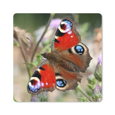 Produktbild von MuchoWow® Mauspad Mousepad Tagpfauenauge Schmetterling 30x30 cm - Mousepads - Maus Mat - Pad - Mausunterlage - Gaming