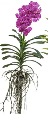 Obrázok produktu pre Nádherná kvitnúca orchidea Vanda, ružová, veľká (XXL)