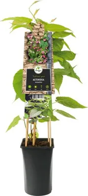 Immagine prodotto di Actinidia kolomikta, altezza 30–50 cm – Kiwi ornamentale a foglia variegata / Mini-kiwi resistente al freddo, ideale per essere coltivata in vaso