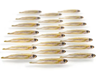 Produktbild von Prebaits Stint Klein (túrkisch) 175gr