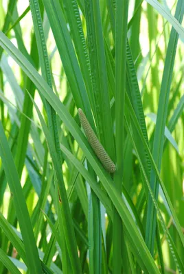 Produktbild von Acorus calamus, Kalmus, ca. 9x9 cm Topf, aromatisch