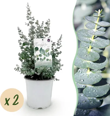 Image de Plante de terrasse - Eucalyptus - Eucalyptus gunni - Gris - 2 Plantes - Rustique - 30-40cm - Ø20cm - Plante de jardin