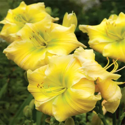 Zdjęcie produktu dla Hemerocallis Liliowiec Ogrodowy Tequila and Lime 1 szt Liliowce sadzonki