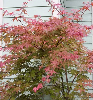 Produktbild von Fächerahorn 'SHIN-DESHOJO' 80-90 cm, Cont. 3 l