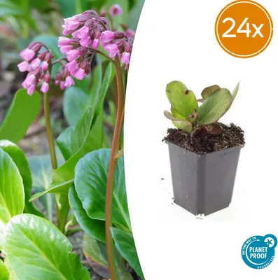 Zdjęcie produktu dla Bergenia cordifolia 'Herbstblüte' | 24 sztuki - 10-25cm - Ø9cm - Roślina ogrodowa