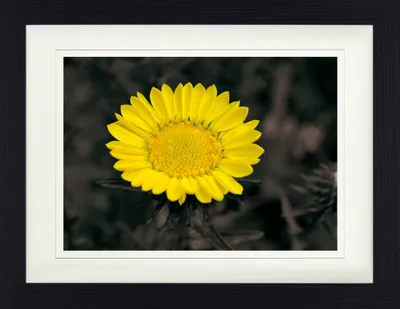 Obrázok produktu pre Kvetiny v rámčeku s elegantným paspartou | Obrazy na stenu | V rámčeku - Blütenzauber, Goldblume (30 x 40 cm)
