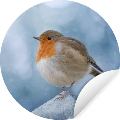 Produktbild von MuchoWow® Runde Wandtattoo - Wandsticker Tapete Aufkleber Rotkehlchen - Winter - Blau Ø 50 cm Selbstklebend und Repositionierbar - Wandaufkleber - Kreis - Wand Kreis - Wand Bild - Foto Tapete - Selbstklebende - Wohnzimmerdekoration - Wand Dekoration - Kinderzimmer
