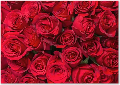Produktbild von Tulup® Glas-Bild - 100 x 70 - Wandbild aus Glas - Wandkunst - Wandbild hinter gehärtetem Sicherheitsglas - Blumen & Pflanzen - Rote Rosen - Rot