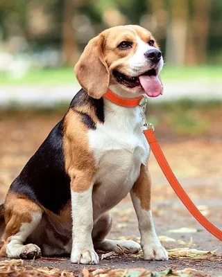 Produktbild von Ibenzoa® Reflektierende Hundeleine 1,8 m für mittelgroße & große Hunde (10–75 kg) – 2,5 cm / 2 mm Nylon, gepolsterter Griff, 360° drehbarer rostfreier Karabiner
