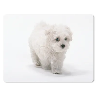 Produktbild von MuchoWow® Mauspad Mousepad Niedlicher kleiner Malteserhund 23x19 cm - Mousepads - Maus Mat - Pad - Mausunterlage - Schreibtischunterlage - Mauspad