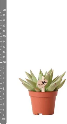 Produktbild von Sukkulente Echeveria Miranda Grüne Rosettenpflanze Ø6cm pflegeleicht Keramiktopf