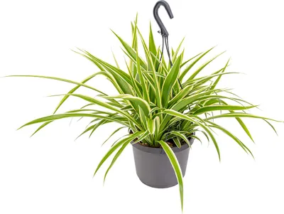 Image de Bloomique - Chlorophytum 'Variegatum' - Plante araignée - Plante suspendue - Dépolluante - Sans danger - Hauteur 30-40 cm - Pot suspendu 18 cm