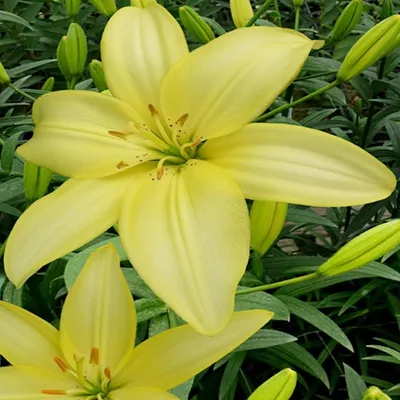 Produktbild von Lilie Blumenzwiebeln Zwiebeln Blumen Asiatische Lilie Easy Vanilla 1 St.