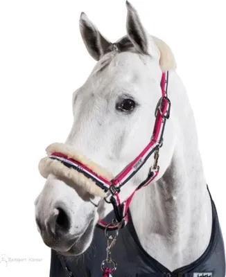 Produktbild von Eskadron Halfter mit Lammfell mit Dornschnalle " Classic Sports " Größe - X-Warmblut Farbe - freshberry